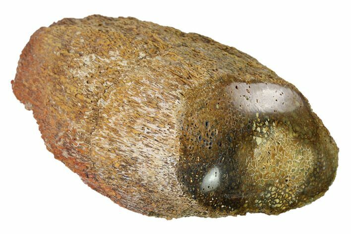 Polished Dinosaur Bone (Gembone) Section - Utah #151478